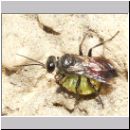 Astata boops - Wanzengrabwespe 16a 11mm beim Nesteintrag.jpg